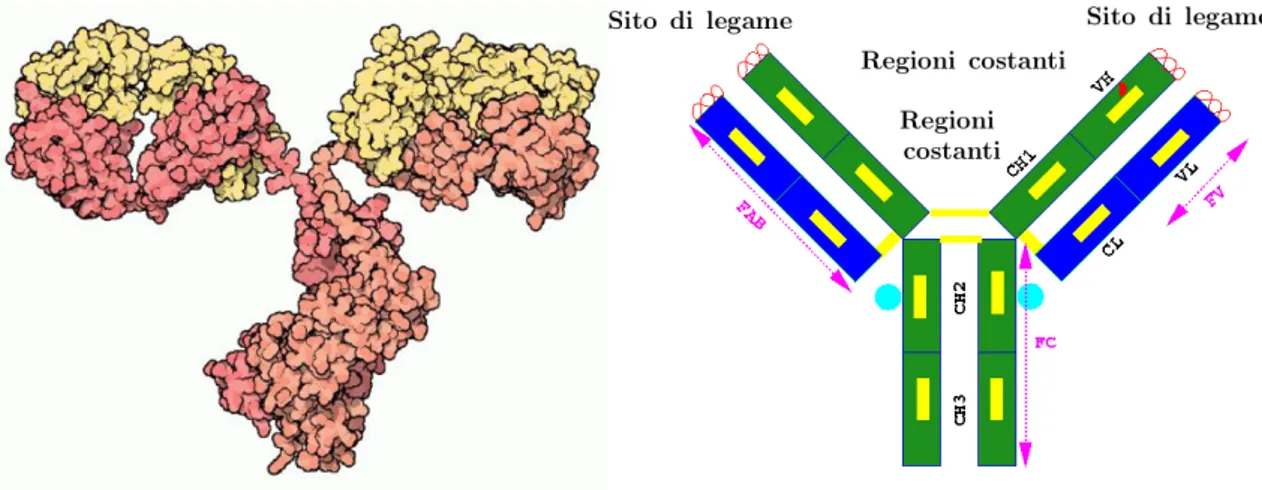 Figura 1.15: A sinistra, un anticorpo IgG in rappresentazione atomica. A destra, rappresen- rappresen-tazione schematica dell’anticorpo: in verde la catena pesante con le regioni costanti (CH) e variabili (VH), in blu quella leggera con le regioni costenti