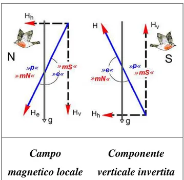 Fig.  3.9  Schema  che  mostra  le  componenti  del  vettore  campo  magnetico  illustrando  il  funzionamento  della  “bussola ad inclinazione”