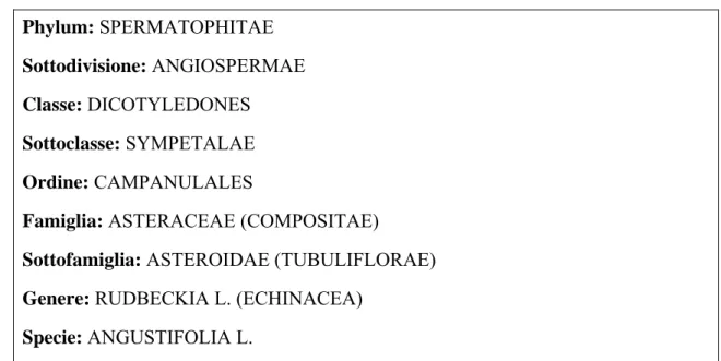 Tabella 2.1. Inquadramento botanico di Echinacea angustifolia  Phylum: SPERMATOPHITAE 