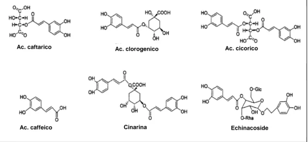Figura 2.1. Struttura chimica dei principali derivati dell’acido caffeico. 