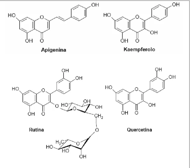 Figura 2.2. Struttura chimica dei principali flavonoidi contenuti da Echinacea spp. 