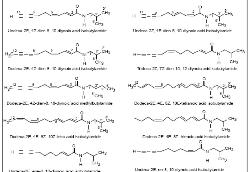 Figura 2.3. Struttura chimica delle principali alchilammidi contenute in Echinacea spp.
