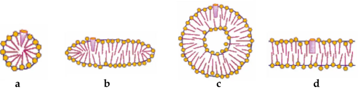 Figure 1.2 Forms of surfactant aggregates. a) spherical micelles b) rod like micelle c) vesicle d)  bilayer