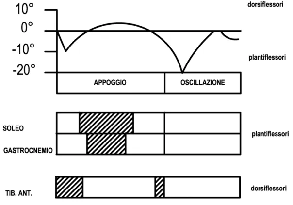 Figura 3: Modello di attività dei muscoli pretibiali