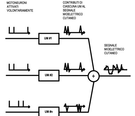 Figura  3:  Generazione  del  segnale  EMG  risultante  dalla  somma  di  più  unità motorie