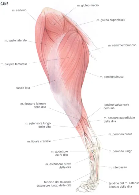 Figura 6 - Arto sinistro veduta laterale (Merighi A, 2005). 