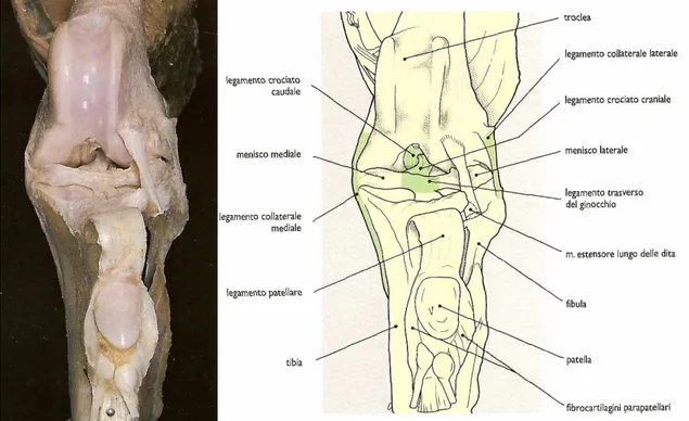 Figura 1 - Articolazione del ginocchio (Done S.H. et al., 1997). 