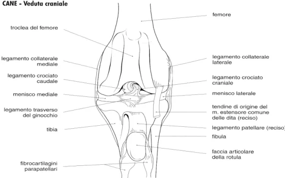 Figura 2 - Veduta craniale (Merighi A., 2005). 