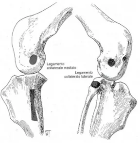 Figura 4 - Origine e inserzione dei legamenti collaterali (Vasseur PB., 1993).