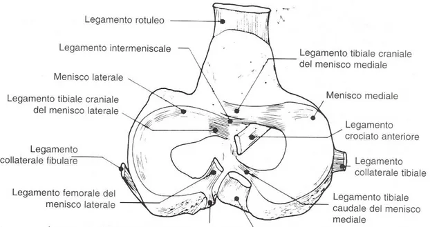 Figura 5 - Disegno della faccia dorsale della tibia che mette in evidenza i menischi e le loro inserzioni  (Arnoczky SP., 1993)