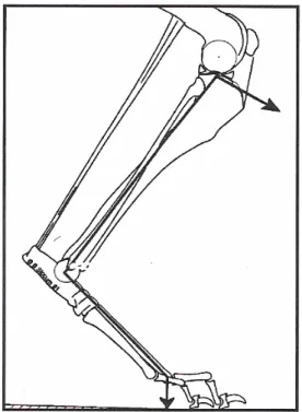 Figura 3 - Scomposizione delle linee di forza di carico ponderale trasmesse dal femore alla tibia   (Slocum B