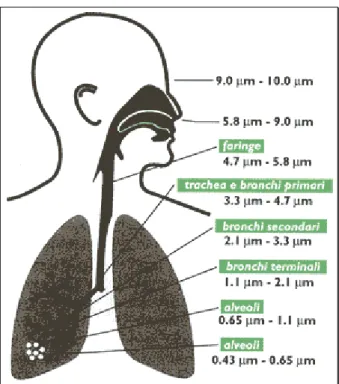 Fig. 2.2.1.2- Principali livelli di deposizione polmonare a seconda del diametro delle  particelle (Marconi A, 2003)