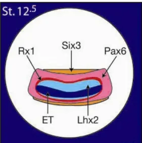 Fig. 3.  Expression domains of ET, Rx1, Pax6, Six3, Lhx2, at stage 12.5 (Zuber et al., 2003)