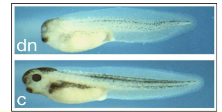 Fig. 9.   Xrx1 functional knock-down.  C: uninjected embryo. Dn: Phenotype shared by 