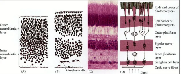 Fig. 2. Retinal development . (A-B) initial separation of neuroblasts. (C) Stratification of the 