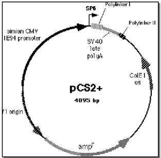 Fig. 11:  Schematics of a pCS2+ vector. Restriction sites are not shown. 