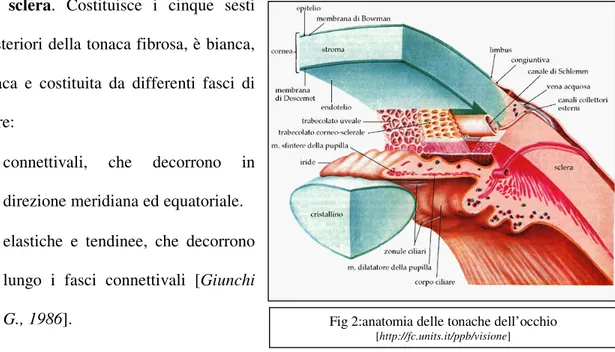 Fig 2:anatomia delle tonache dell’occhio 