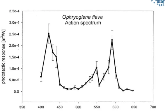 Figura 1.7.1: Spettro d’ azione della fototassi di Ophryoglena flava nello spettro visibile (da  Cadetti et al, 2000)