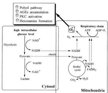 Figura 3. Stress ossidativo nel mitocondrio. 