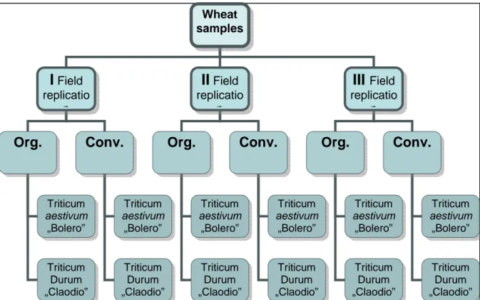 Graphic 4: Description of the examined wheat samples, deriving from the MASCOT  trial