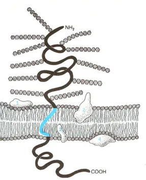 Figura 3.5: Tipica struttura di una biomembrana, con un doppio strato fosfolipidico, una componente proteica e una glucidica.[ 24 ]