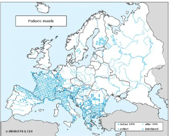 Figura 1. Distribuzione Europea di Podarcis muralis  (da Guillaume, 1997)
