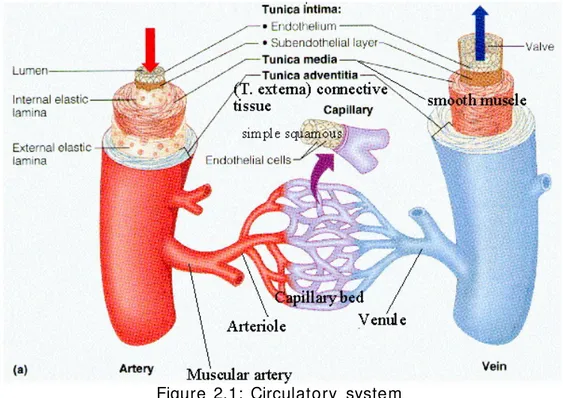 Figure  2.1:  Circulatory  system  