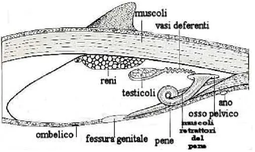 Fig. 21: Apparato riproduttore maschile. 