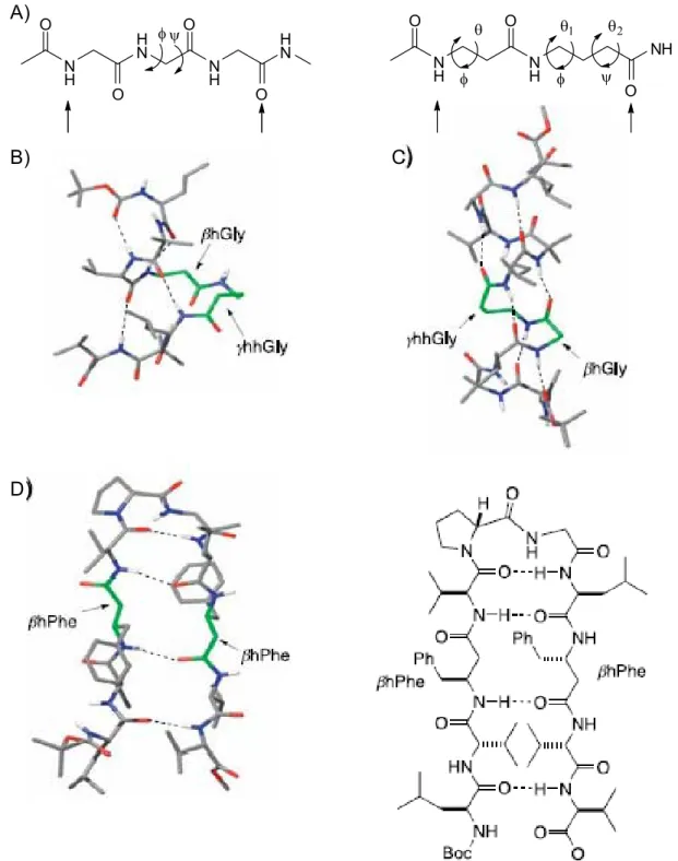 Figura 6 Strutture di peptidi ibridi composti da α-,  β-  o  γ-amminoacidi.  A) Un segmento di (Gly) 3  in una 