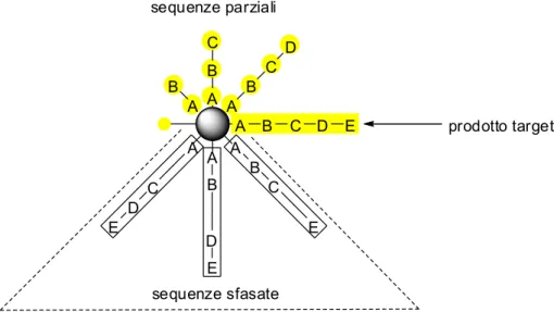 Figura 1.15 Rappresentazione schematica di alcune reazioni secondarie nella sintesi peptidica su fase  solida