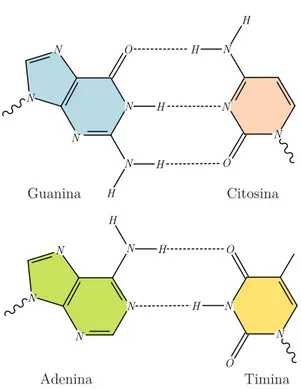 Figura 1.1: In alto, un appaiamento G–C, caratterizzato da tre legami idrogeno. In basso, un appaiamento A–T con due legami idrogeno