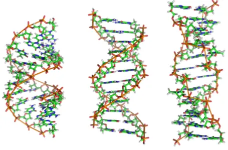 Figura 1.3: Da sinistra a destra le tre conformazioni di DNA presenti in natura: A-DNA, B-DNA e Z-DNA.
