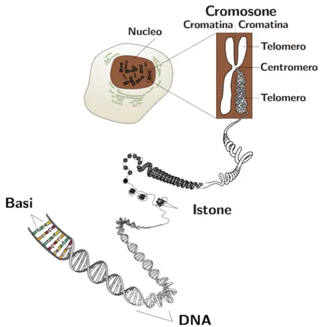 Figura 1.4: I successivi livelli di condensazione del DNA in cui si organizza la cromatina: partendo dalla doppia elica, la cromatina si costituisce come una matassa di DNA avvolto su istoni, per poi condensarsi sempre di pi` u, fino ai cromosomi.