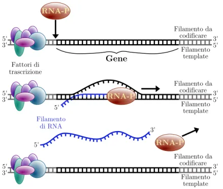Figura 1.7: Dall’alto verso il basso ` e visibile il processo schematico di trascrizione del DNA