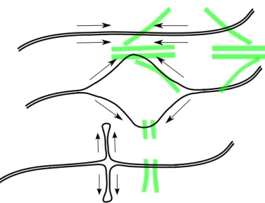 Figura 1.8: Complessa struttura a “doppia forcina”. I segmenti evidenziati sono “inverted repeats” che rendono possibile questo tipo di configurazioni.