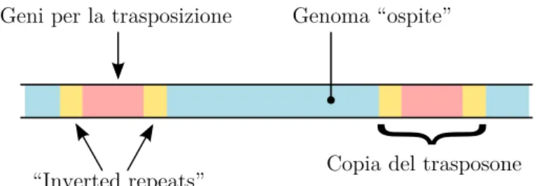 Figura 1.10: Due trasposoni batterici identici le cui estremit` a risultano invertite e complementari (“inverted repeats”).
