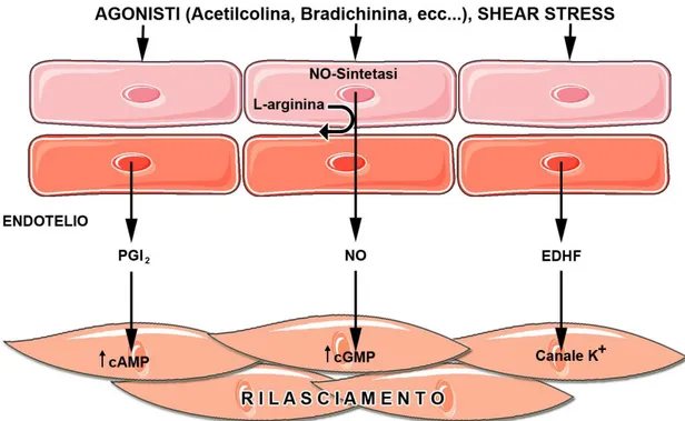 Figura  4:  Rappresentazione  schematica  dei  meccanismi  endotelio-dipendenti  responsabili della vasodilatazione