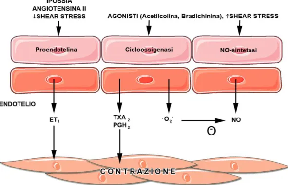 Figura  5:  Rappresentazione  schematica  dei  meccanismi  endotelio-dipendenti  che  inducono  vasocostrizione
