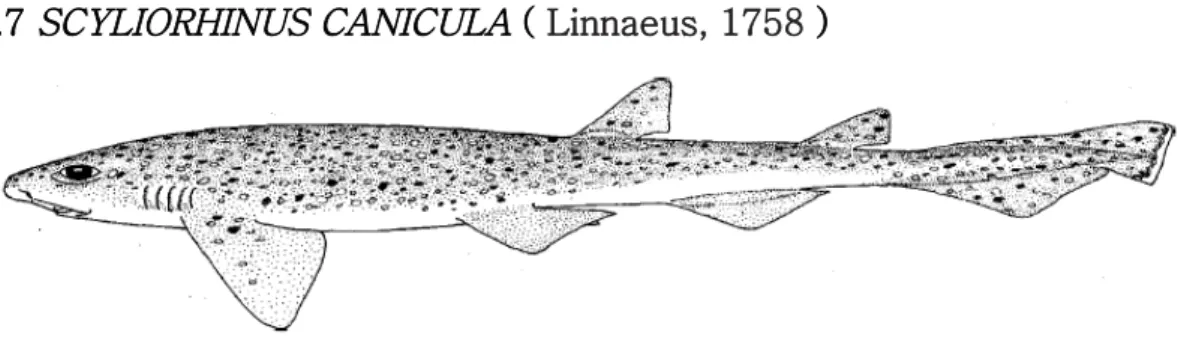 Fig. 2 Scyliorhinus canicula