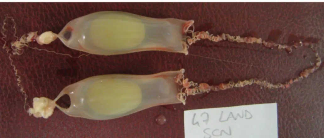 Fig. 10 Capsule completamente formate