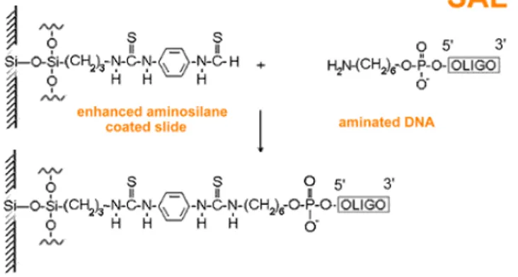 Fig 8: Formazione del legame covalente tra il vetrino silanizzato e la sequenza oligonucleotidica  modificata con aminolinker al 5’ 