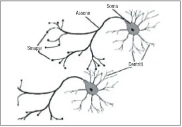 Figura 3.24: Neurone e sua struttura cellulare con soma, dentriti e connessioni sinaptiche
