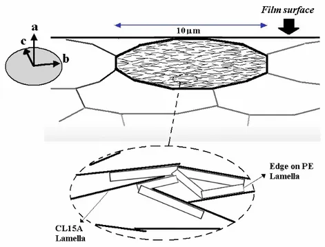 Fig. A.2.5 – Modello strutturale dei compositi PE/argilla ottenuti per miscelazione  nel fuso e poi stampati per pressofusione: gli sferuliti di PE a le lamelle di argilla 