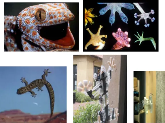Figura 1. 6 Il gecko, con la particolare struttura delle zampe che gli permettono di aderire e muoversi 