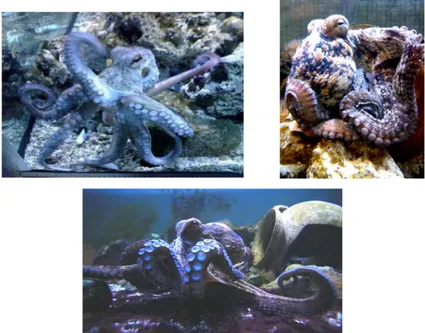Figura 2. 1 Alcune immagini illustrative di un esemplare di Octopus vulgaris. 