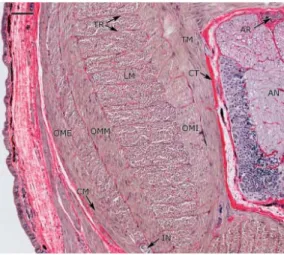 Figura 2. 8 Particolare della parte laterale della sezione trasversale del tentacolo. Si vede nel dettaglio la 