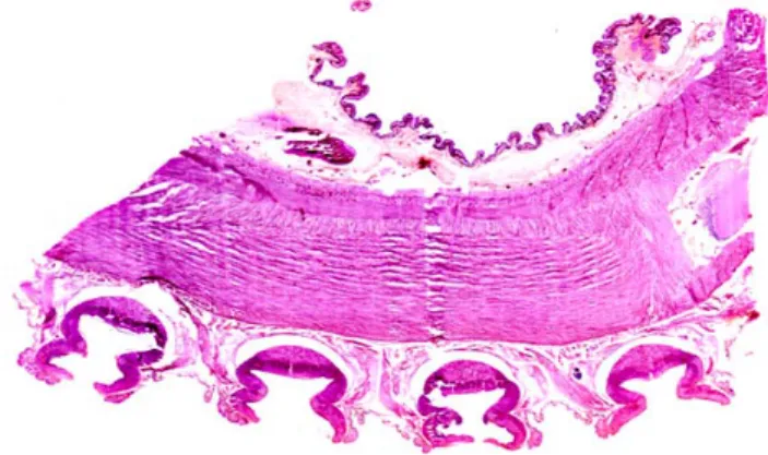 Figura 2. 7 Sezione sagittale in cui sono visibili, al centro, le fibre dei muscoli longitudinali