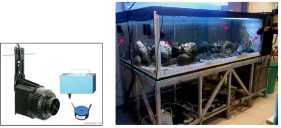 Figura 3. 2 Immagine del tipo di pompe di movimento usate nell’acquario (sinistra) e visione d’insieme  dell’acquario con le quattro pompe posizionate all’interno (destra), indicate dalle frecce