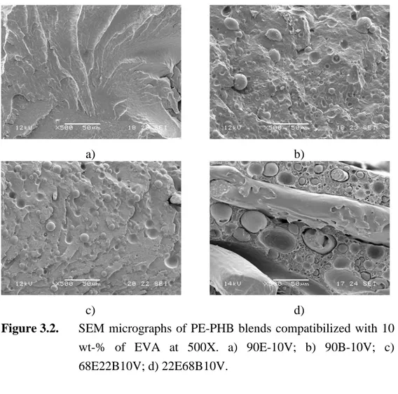 Figure 3.2.  SEM  micrographs  of  PE-PHB  blends  compatibilized  with  10  wt-%  of  EVA  at  500X