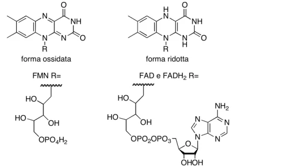 Figura 1.2 - Struttura molecolare del FMN, del FAD e del FADH 2
